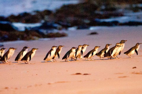 Half-Day Or Full-Day Tour With Private Guide From Melbourne - Accommodation Adelaide 5