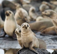 Puffing Billy Wildlife Sanctuary  Penguins Day Tour from Melbourne - Accommodation Adelaide