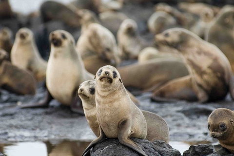 Puffing Billy, Wildlife Sanctuary & Penguins Day Tour From Melbourne - Accommodation Adelaide 0