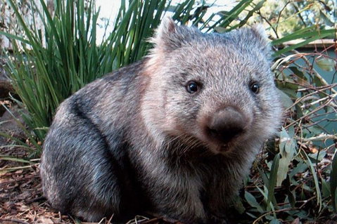 Puffing Billy, Wildlife Sanctuary & Penguins Day Tour From Melbourne - Accommodation Adelaide 2
