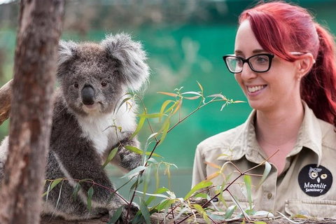 Puffing Billy, Wildlife Sanctuary & Penguins Day Tour From Melbourne - Accommodation Adelaide 3