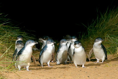 Puffing Billy, Wildlife Sanctuary & Penguins Day Tour From Melbourne - Accommodation Adelaide 4
