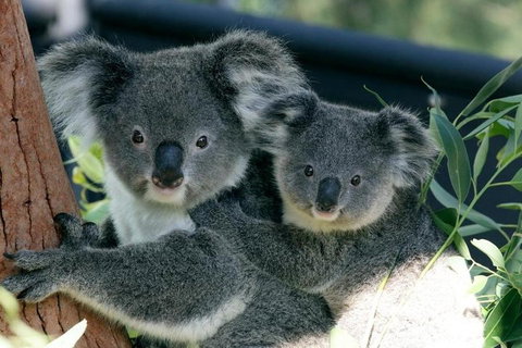 Sydney Harbour Ferry With Taronga Zoo Entry Ticket - Accommodation Adelaide 3