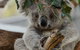Private Phillip Island & Penguin Parade Hiking Tour From Melbourne - thumb 1