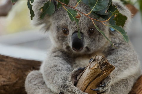 Private Phillip Island & Penguin Parade Hiking Tour From Melbourne - Accommodation Adelaide 1