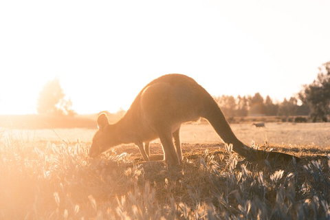 Private Phillip Island & Penguin Parade Hiking Tour From Melbourne - Accommodation Adelaide 2
