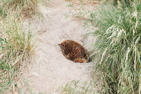 Private Phillip Island & Penguin Parade Hiking Tour From Melbourne - Accommodation Adelaide 3
