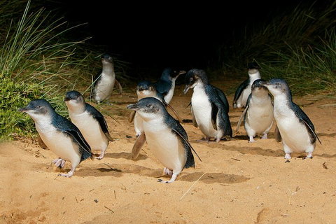 Private Phillip Island & Penguin Parade Hiking Tour From Melbourne - Accommodation Adelaide 4