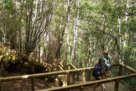 Mt Field National Park And Russell Falls From Hobart - Accommodation Adelaide 4