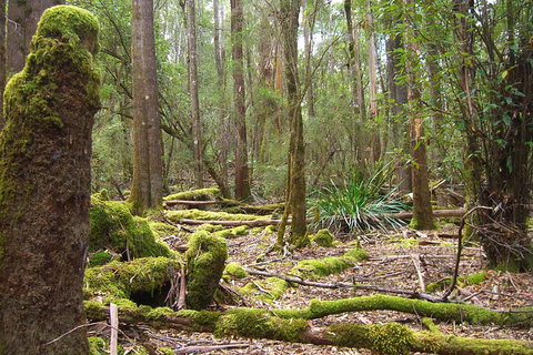Mt Field National Park And Russell Falls From Hobart - Accommodation Adelaide 5