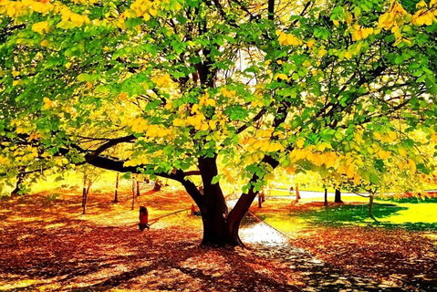 Hobart Half-Day Sightseeing Coach Tram Tour - Accommodation Adelaide 3