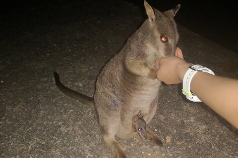 Private Tour To Paronella Park, Historic Village Herberton And Wild Life Wallaby - Accommodation Adelaide 0