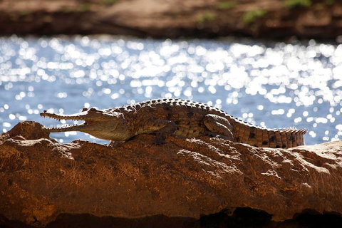Windjana Explorer - Accommodation Adelaide 5
