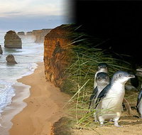 Melbourne Super Saver Great Ocean Road  Phillip Island  Attraction Pass - Accommodation Adelaide