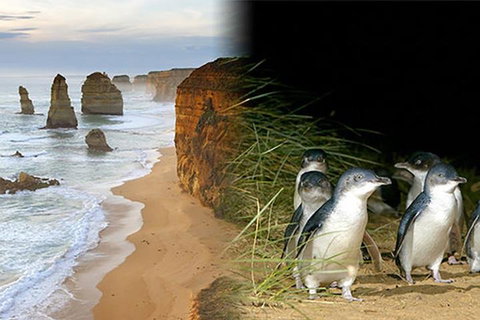 Melbourne Super Saver: Great Ocean Road + Phillip Island + Attraction Pass - Accommodation Adelaide 0