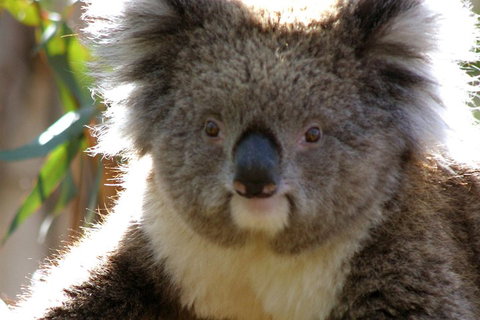 Melbourne Super Saver: Great Ocean Road + Phillip Island + Attraction Pass - Accommodation Adelaide 3