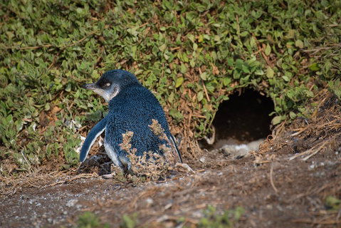 Small-Group Phillip Island Penguin Parade Day Tour From Melbourne - Accommodation Adelaide 1