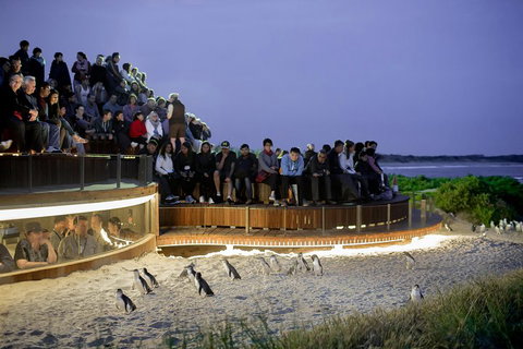Small-Group Phillip Island Penguin Parade Day Tour From Melbourne - Accommodation Adelaide 3