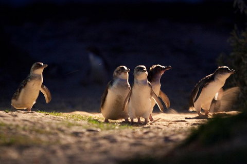 Small-Group Phillip Island Penguin Parade Day Tour From Melbourne - Accommodation Adelaide 5