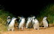 Puffing Billy, Moonlit Sanctuary & Penguins Day Tour - thumb 0