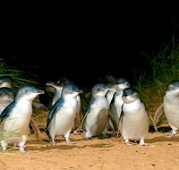 Puffing Billy Moonlit Sanctuary  Penguins Day Tour - Accommodation Adelaide