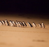 Melbourne Combo Great Ocean Road  Phillip Island Express  Attraction Pass - Accommodation Adelaide