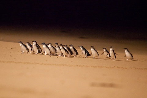 Melbourne Combo: Great Ocean Road + Phillip Island Express + Attraction Pass - Accommodation Adelaide 0