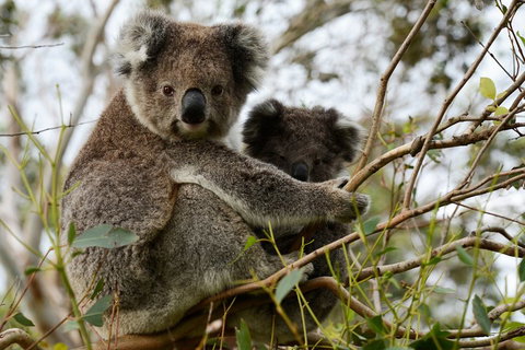 Melbourne Combo: Great Ocean Road + Phillip Island Express + Attraction Pass - Accommodation Adelaide 2