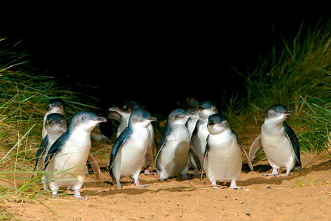 Melbourne Combo: Great Ocean Road + Phillip Island Express + Attraction Pass - Accommodation Adelaide 3