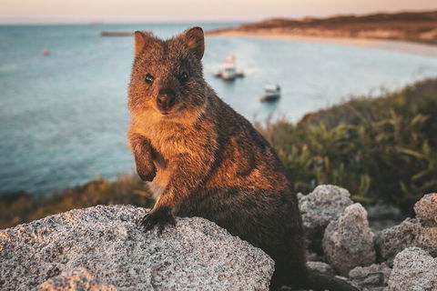 Rottnest Island Roundtrip Fast Ferry From Hillarys Boat Harbour - Accommodation Adelaide 5