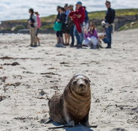 Kangaroo Island in a Day Tour from Adelaide - Accommodation Adelaide