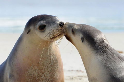2 Day Ultimate Kangaroo Island With Return Ferry - Accommodation Adelaide 2