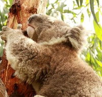 Small-Group Phillip Island Day Trip from Melbourne - Accommodation Adelaide