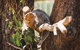Melbourne City Tour And Phillip Island In One Day - thumb 0