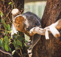 Melbourne City Tour and Phillip Island in One Day - Accommodation Adelaide
