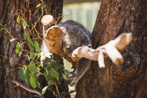 Melbourne City Tour And Phillip Island In One Day - Accommodation Adelaide 0