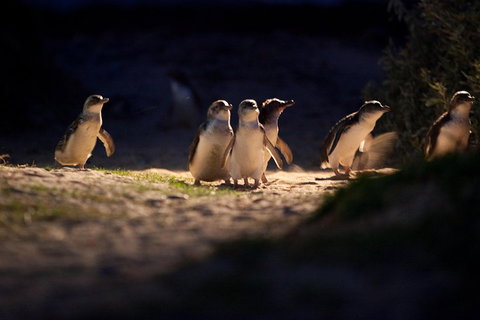 Melbourne City Tour And Phillip Island In One Day - Accommodation Adelaide 4