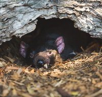 Private Tour Phillip Island Penguin Parade and Moonlit Sanctuary Conservation Park from Melbourne - Accommodation Adelaide