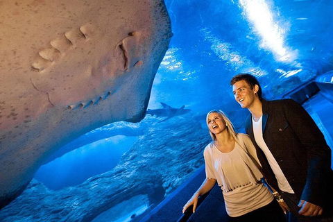Dive With Sharks At AQWA - Accommodation Adelaide 0