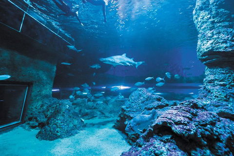 Dive With Sharks At AQWA - Accommodation Adelaide 3