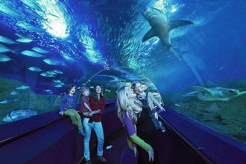 Dive With Sharks At AQWA - Accommodation Adelaide 5
