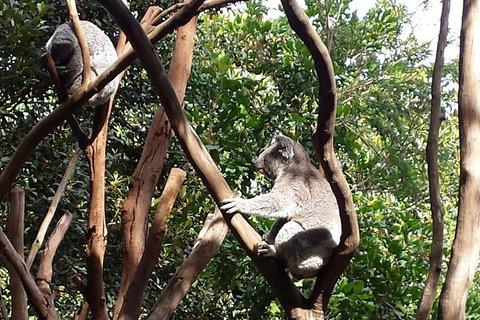 Small-Group Blue Mountains Tour With Bush Walks And Featherdale Wildlife Park - Accommodation Adelaide 5