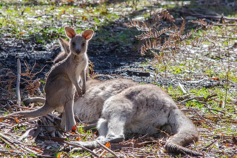 Adelaide To Melbourne 3-Day Trip Through Grampians And Great Ocean Road - Accommodation Adelaide 5