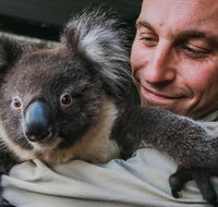Kangaroos  Koala encounter experience Half day private tour - Accommodation Adelaide