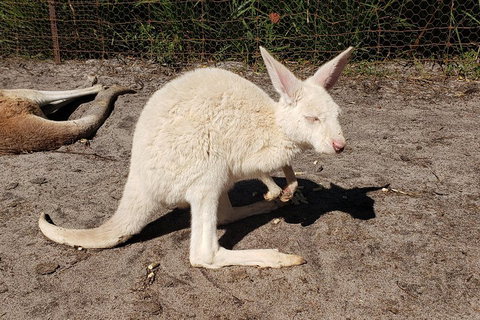 Very Best Of Perth Tour - Wildlife Park & City Highlights Tour - Accommodation Adelaide 3