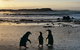 Small-Group Phillip Island Day Trip From Melbourne With Penguin Plus Viewing - thumb 2