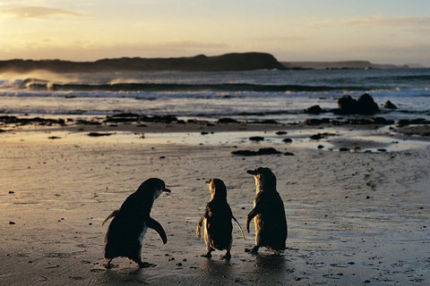 Small-Group Phillip Island Day Trip From Melbourne With Penguin Plus Viewing - Accommodation Adelaide 2