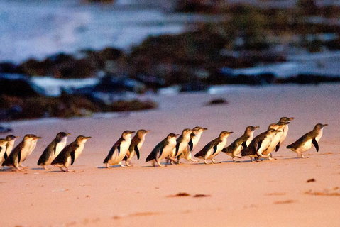 Small-Group Phillip Island Day Trip From Melbourne With Penguin Plus Viewing - Accommodation Adelaide 4