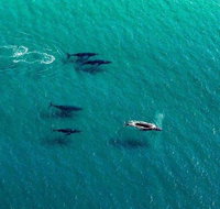 40-45 Minute Port Stephens and Stockton Beach Helicopter Flight - For 2 - Accommodation Adelaide