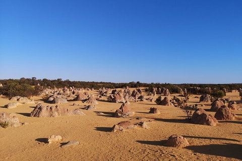 Pinnacles Day Trip From Perth Including Yanchep National Park - Accommodation Adelaide 3